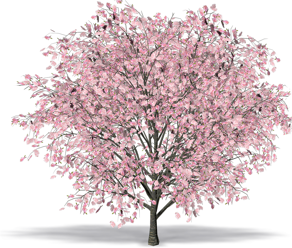 3d Cherry Blossom Tree Model Free (1000x1000), Png Download