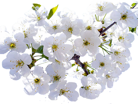 Floresblancas1 - Cherry Blossom Beautiful White Flower (450x338), Png Download