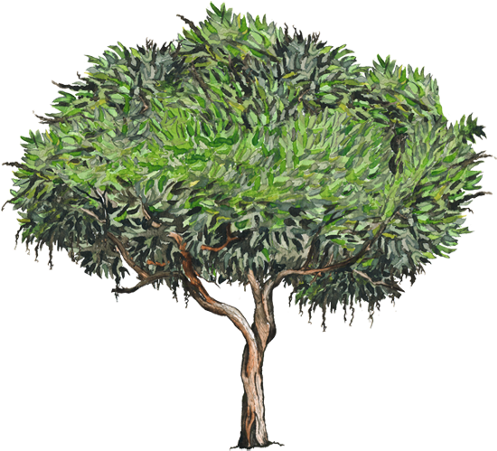 Vecinos Verdes For Arbol De Hojas Perennes Y Flores - Tepozan Png (750x502), Png Download