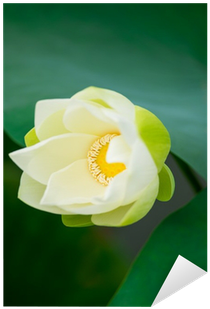 Sacred Lotus (400x400), Png Download
