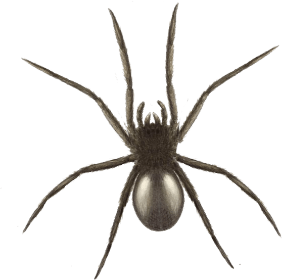 Halloween Spider Graphics - Widow Spider (750x750), Png Download