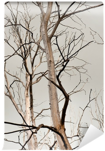 River Birch (400x400), Png Download