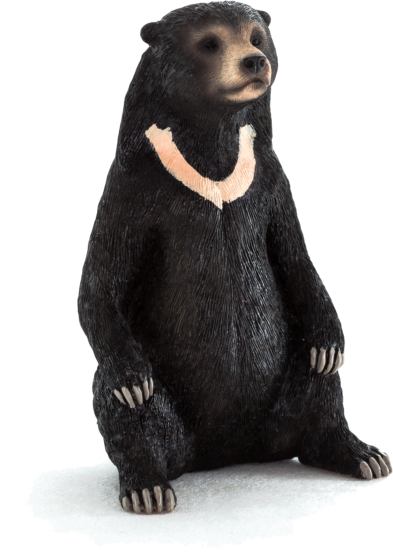 Animal Planet - Sun Bear (1530x2244), Png Download