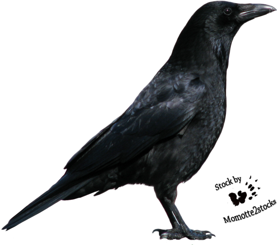 Png Image Information - Crow Png (959x832), Png Download