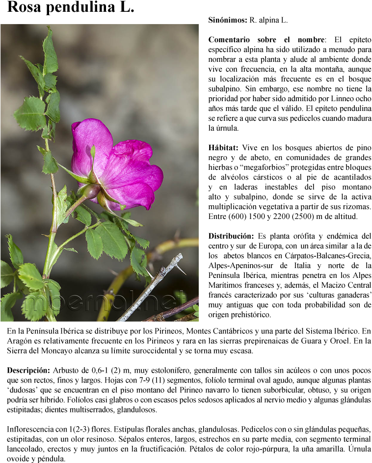 Rosa Pendulina L - Alpine Rose (780x970), Png Download