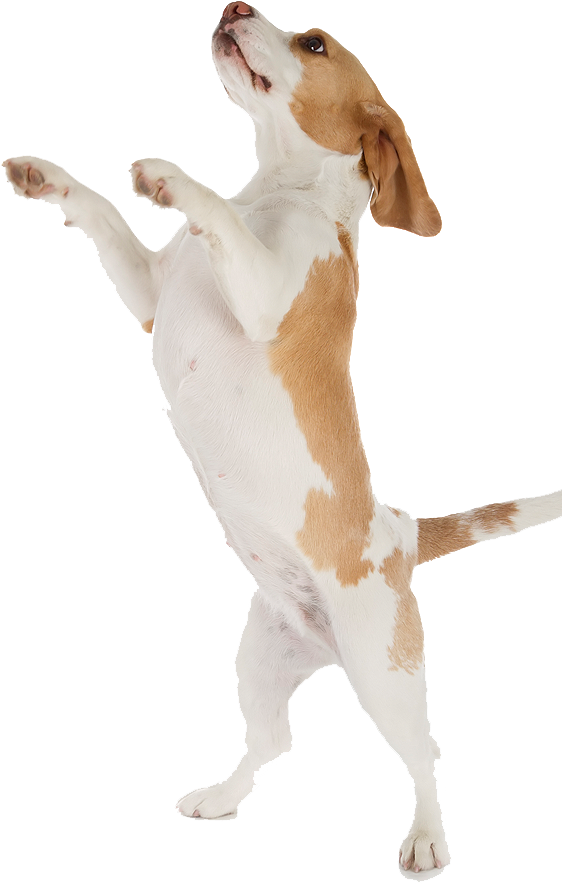 Beagle (562x904), Png Download