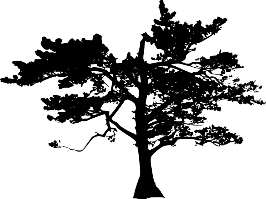Free Png Tree Silhouette Png Images Transparent - Portable Network Graphics (850x636), Png Download