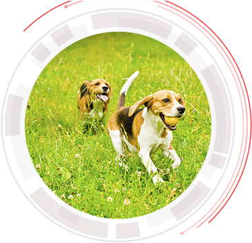 Dog - Beagle-harrier (367x367), Png Download