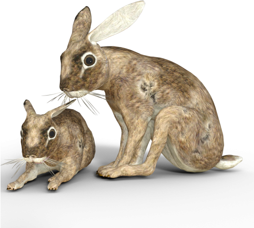 Hare,wild Hare,easter Bunny,long - European Rabbit (500x500), Png Download