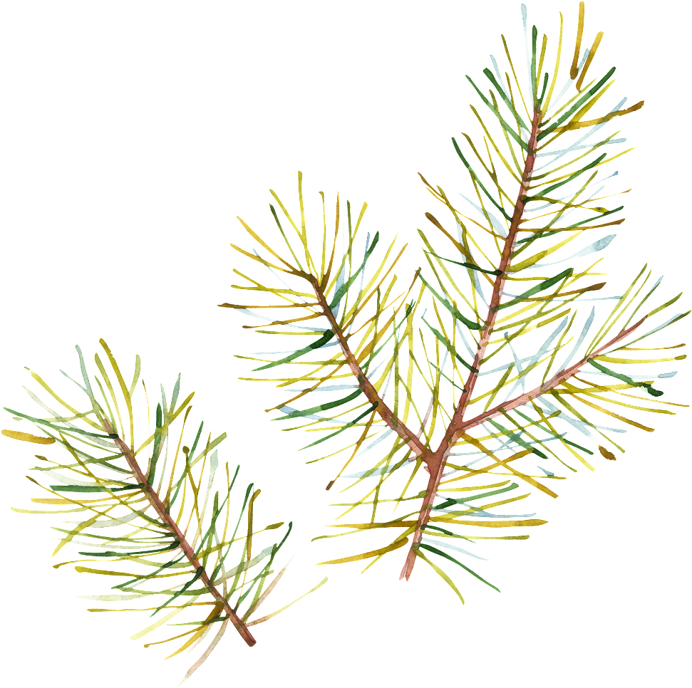 Hand Painted Half Withered Leaves Png Transparent - Christmas Tree (1024x1024), Png Download
