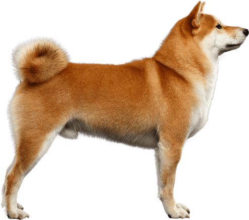 Appearance Of Akita Inu - Akita Inu (567x489), Png Download