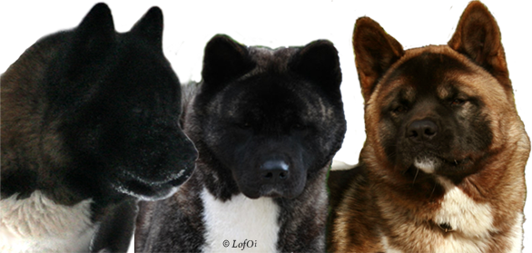 Heads American Akitas Own Breeding - American Akita World Champion (586x279), Png Download