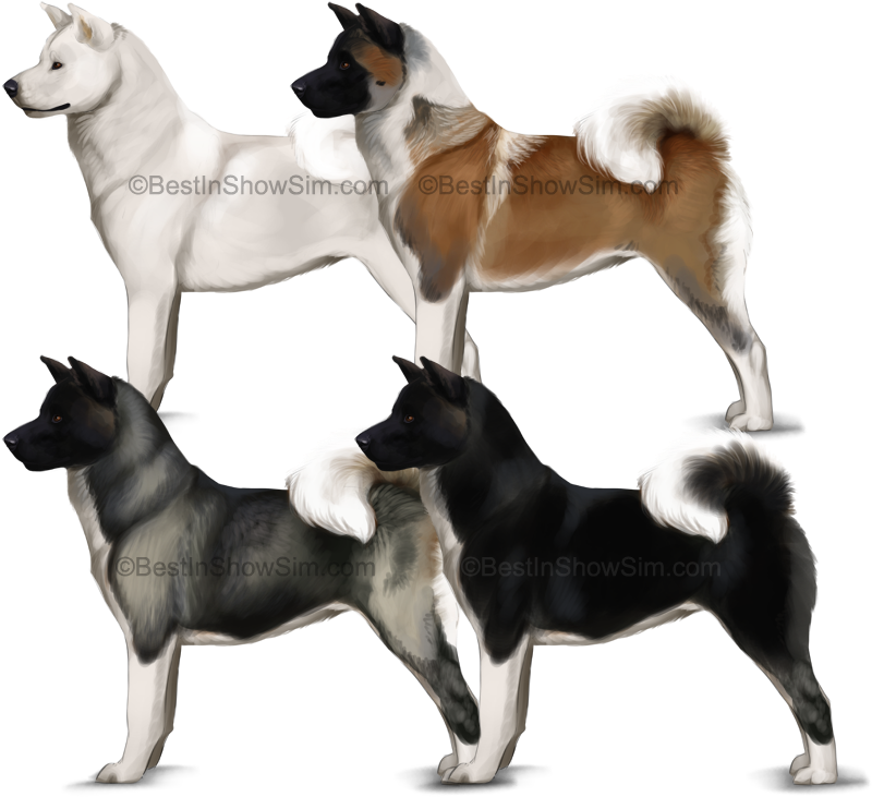 Bis- American Akita By Kique7 - American Akita Coat Colors (860x730), Png Download