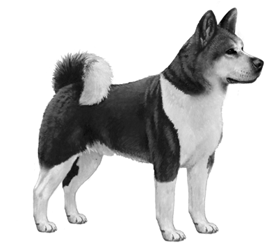 Akita - B&w - Akita (450x360), Png Download