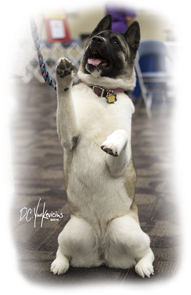 French Bulldog (708x992), Png Download