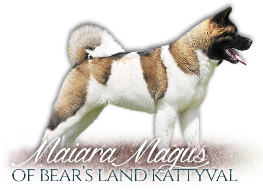 American Akita Banzai From Moule's Garden American - Vaiden (540x395), Png Download