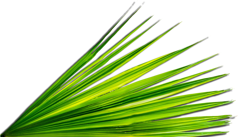 Original Size Is 800 × 456 Pixels - Palm Leaf Png (800x456), Png Download