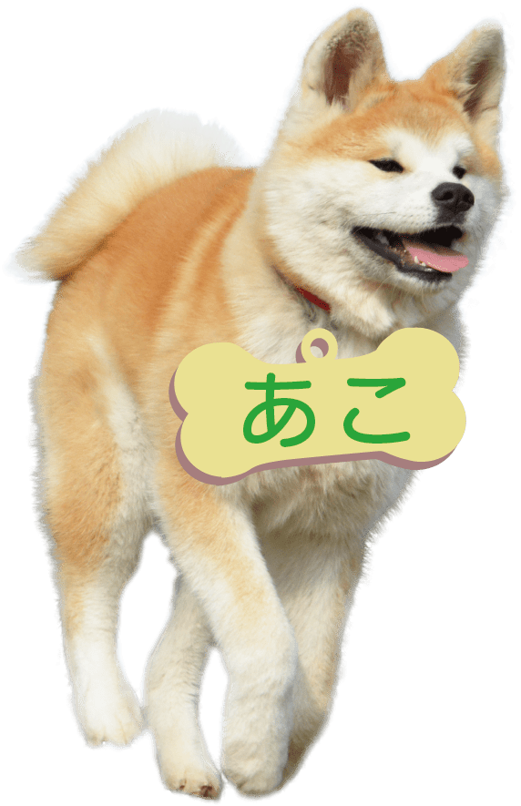 The  Details Are This - Akita Inu (755x996), Png Download