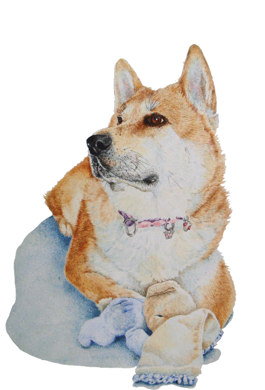 Akita And Teddy Portraite - Hübsches Rotes Akita Mit Babydecke (600x800), Png Download