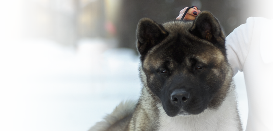 American Akita Kennel "redient" » ♂ Ch Belyi Uragan - Eurasier (899x433), Png Download