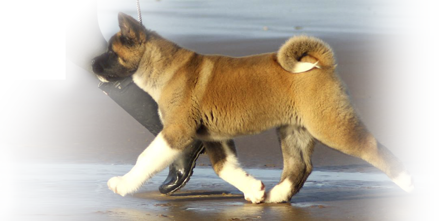 Shiba Inu (857x433), Png Download