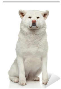 Akita Inu Dog On White Background Wall Mural • Pixers® - Dog (400x400), Png Download