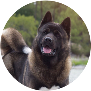 Malcolm The Akita - Akita (400x400), Png Download