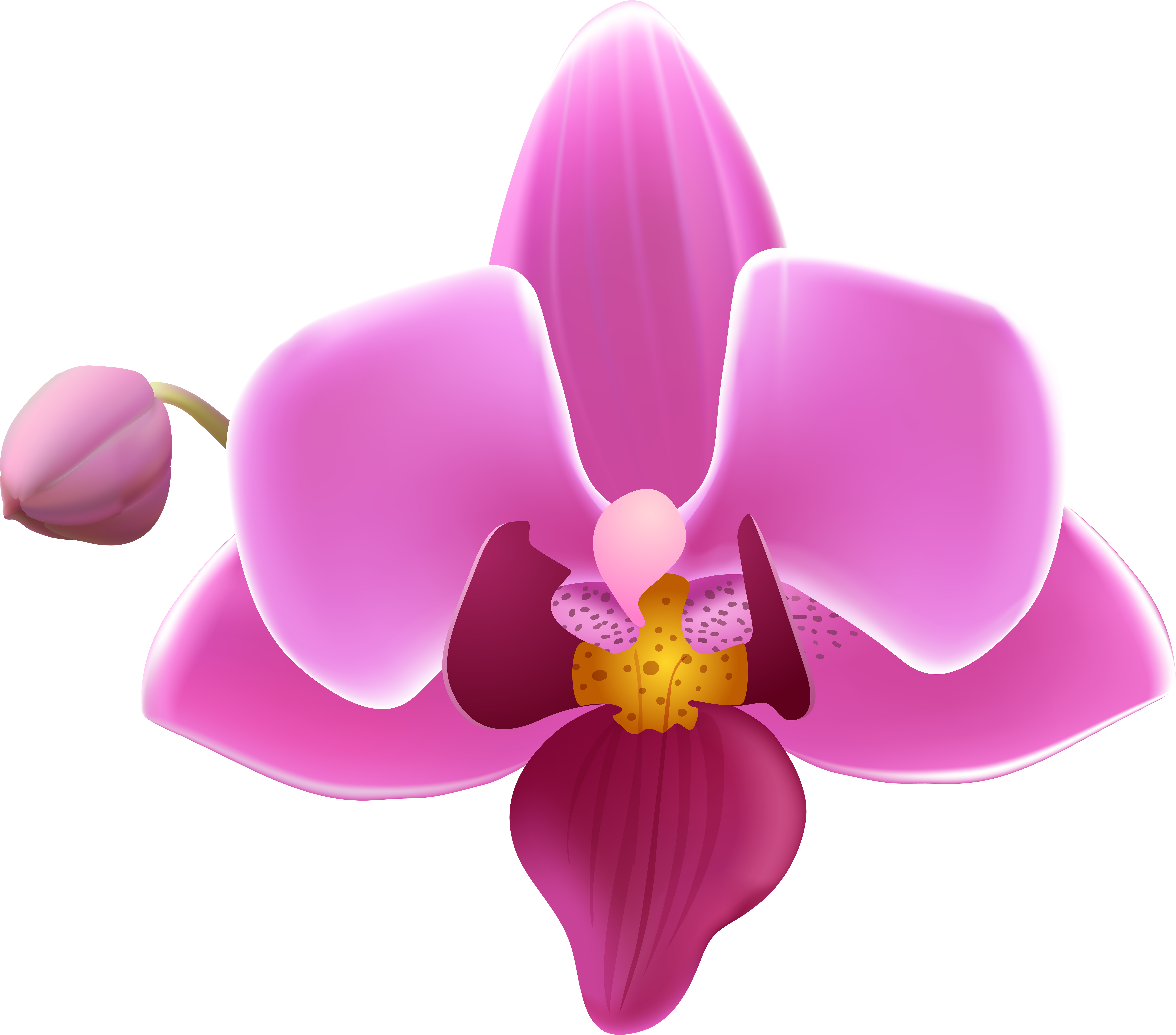 Orchid Flower Png (8000x7042), Png Download