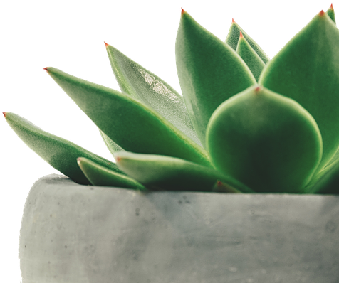 Plant, Juicy, Potted Plant - Succulents Gardening Journal [book] (960x640), Png Download