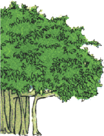 Do You Climb Trees Maybe You Love To Swing From Branch - Banyan Tree Clip Art (354x475), Png Download