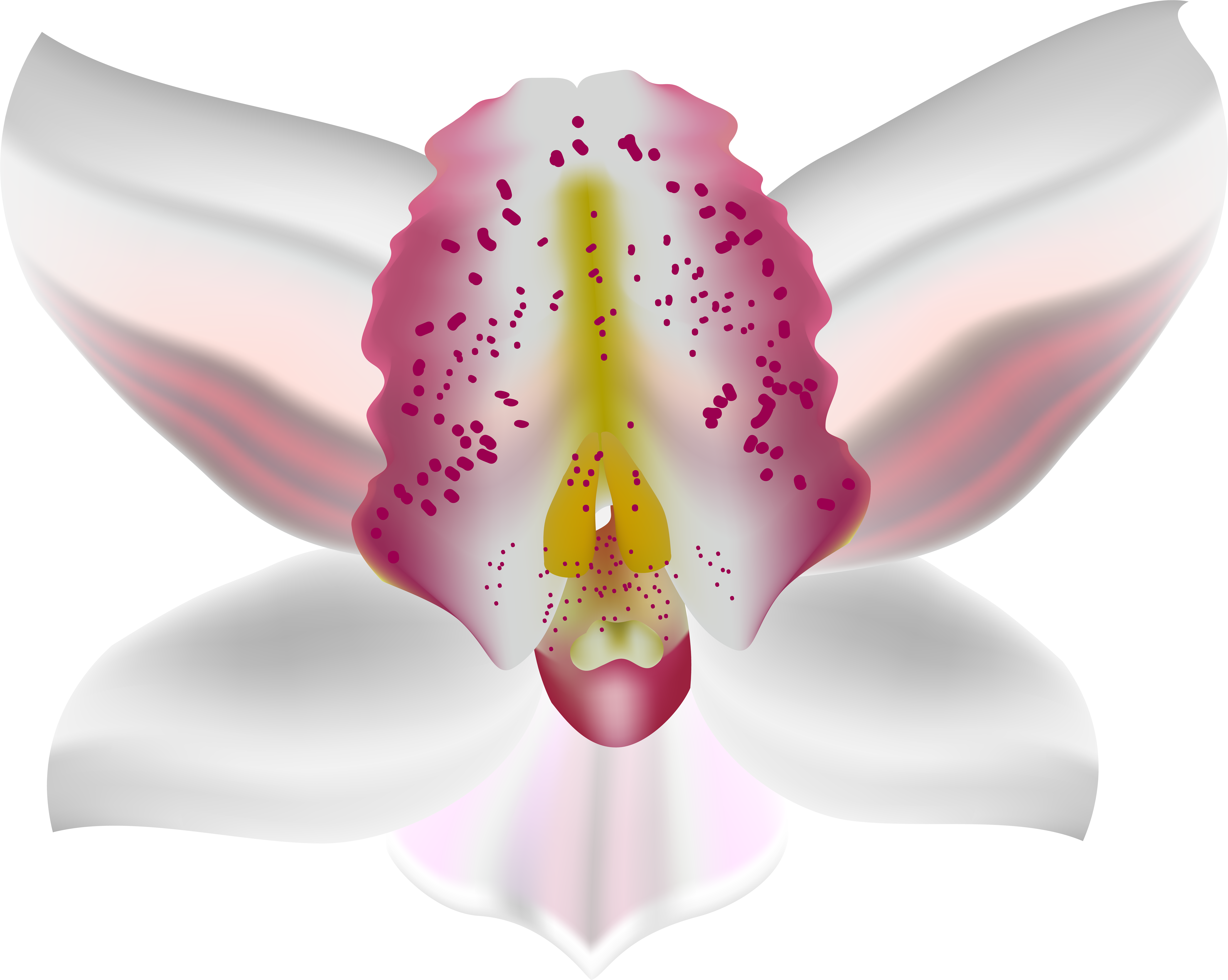 Orchid Deco Flower Png Clip Art - Flower (600x479), Png Download