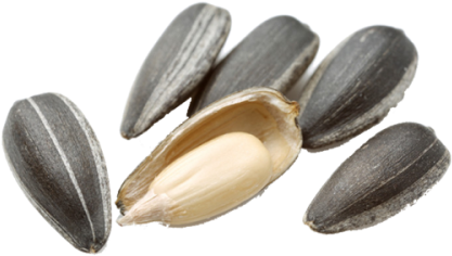 Sunflower Seeds Has Great Demand In Foreign Markets - Sunflower Seed Png (500x500), Png Download