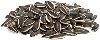 Sunflower Seeds Png - Sunflower Seeds Transparent Background (350x350), Png Download