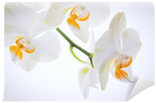 Moth Orchid (400x400), Png Download