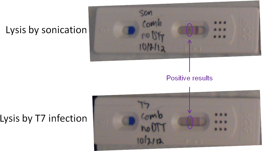 Pregnancy Tests Folding Solution - Positive Pregnancy Test Beta Hcg (1131x634), Png Download
