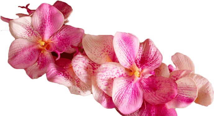 Welcome To Chada Emerald Thai Massage - Transparent Flower Massage Png (711x392), Png Download