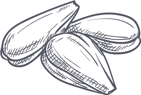 Sunflower Seeds - Sunflower Seed Line Drawing (500x500), Png Download