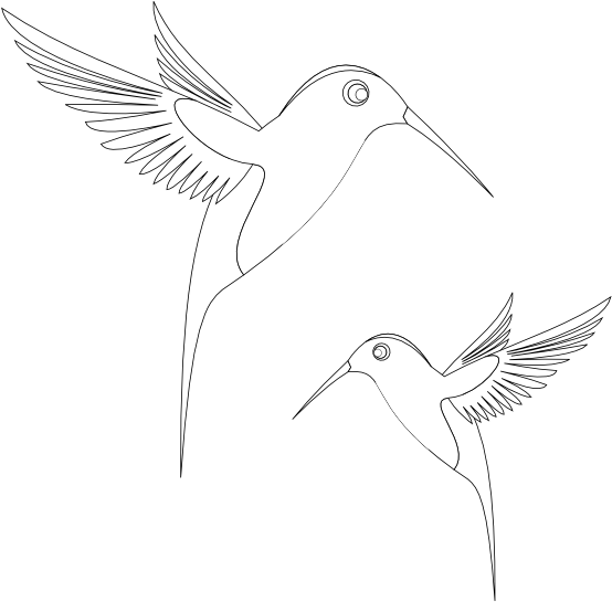 Colibri Birds Black White Line Art Coloring Book Colouring - Coloring Book (555x555), Png Download