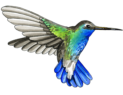 My Dad Roberto Started Our Coffee Growing Tradition - Rufous Hummingbird (450x322), Png Download