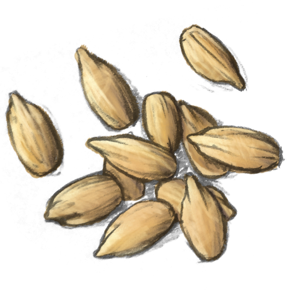 Sunflower Seed Kernels - Iris (600x600), Png Download