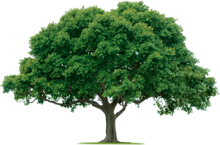 Ojai Trees - Pokonaj Depresję, Stres I Lęk: Czyli Terapia Poznawczo-behawioralna (756x499), Png Download