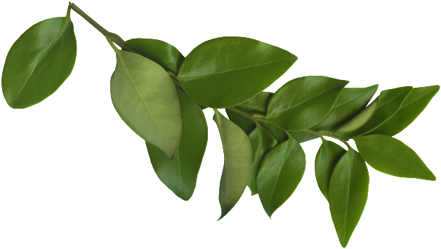 Afbeeldingsresultaat Voor Png Branch - Sergio Ramos (639x368), Png Download