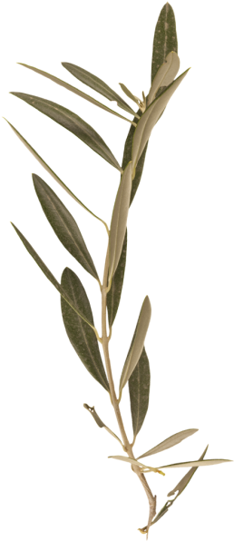 Bay Laurel (273x600), Png Download