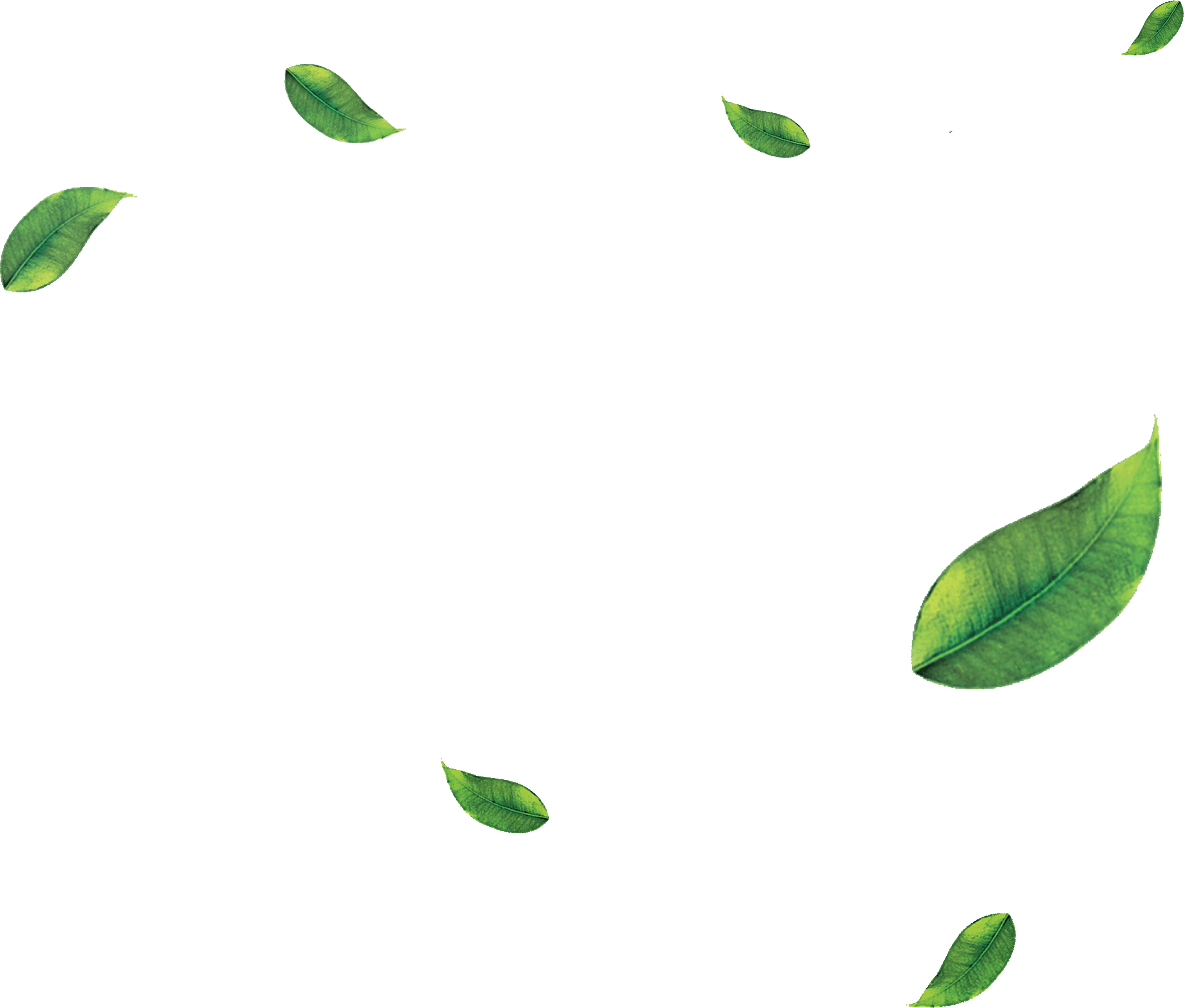 Nooncha Milk Tea - Erythroxylaceae (3538x3012), Png Download
