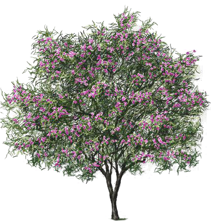 Desert Willow - Desert Willow Bubba (423x435), Png Download