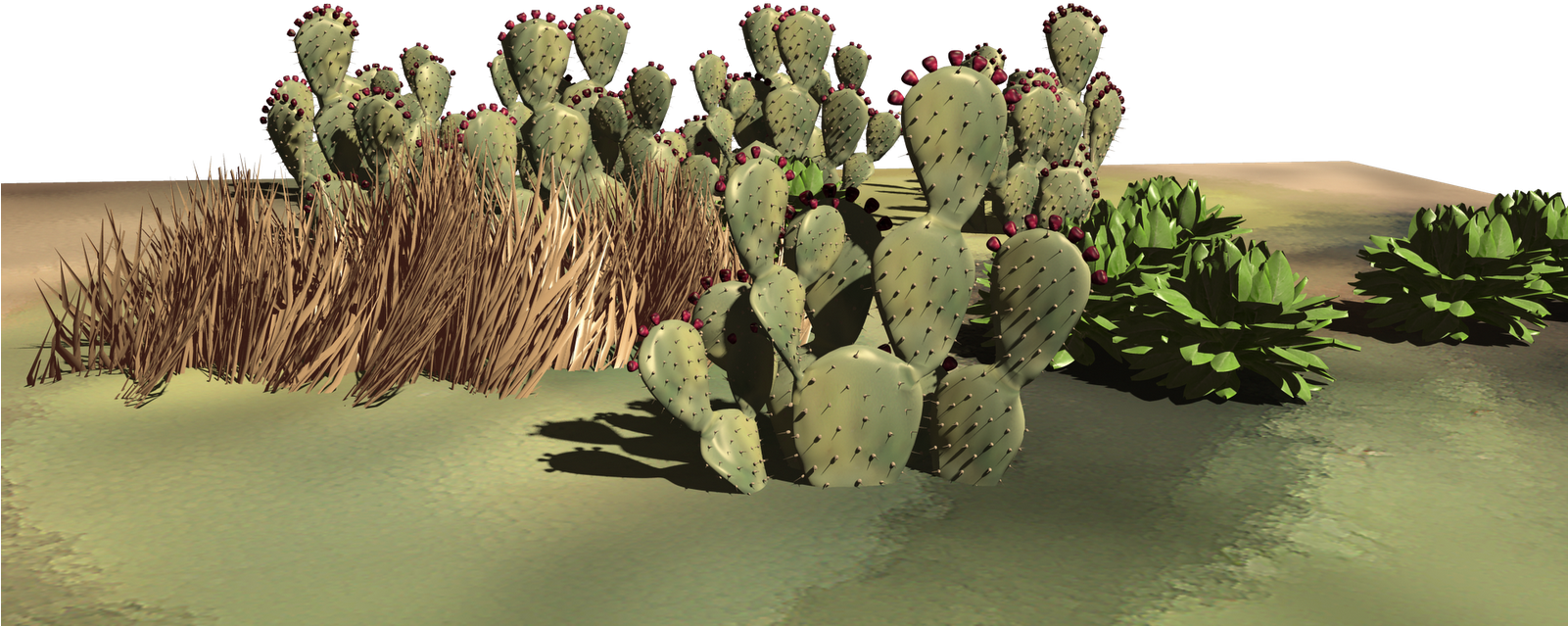 Some Desert Plants - Eastern Prickly Pear (1600x900), Png Download