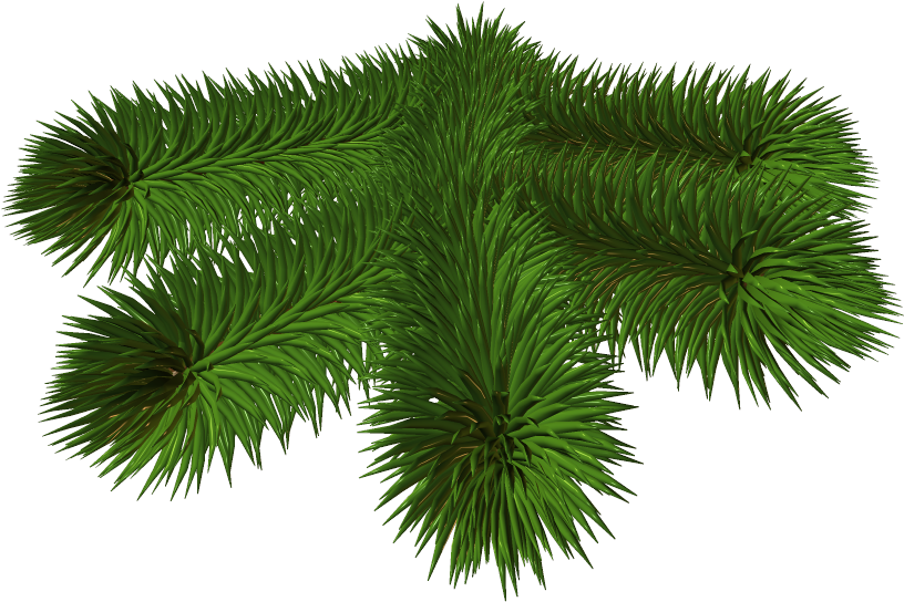 Pine Branch Transparent (825x562), Png Download