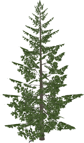 Fraser Fir - Thujopsis (493x493), Png Download