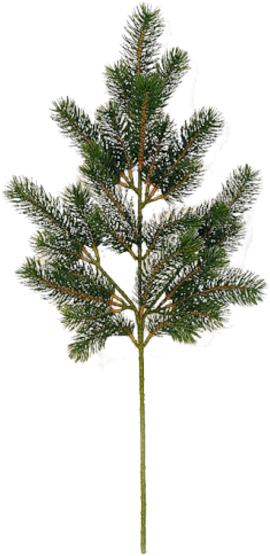Fir Tree Free Png Image Download - Yoga Plant (600x1181), Png Download