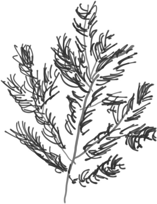 Douglass Fir Branch - Lavandula Dentata (801x908), Png Download